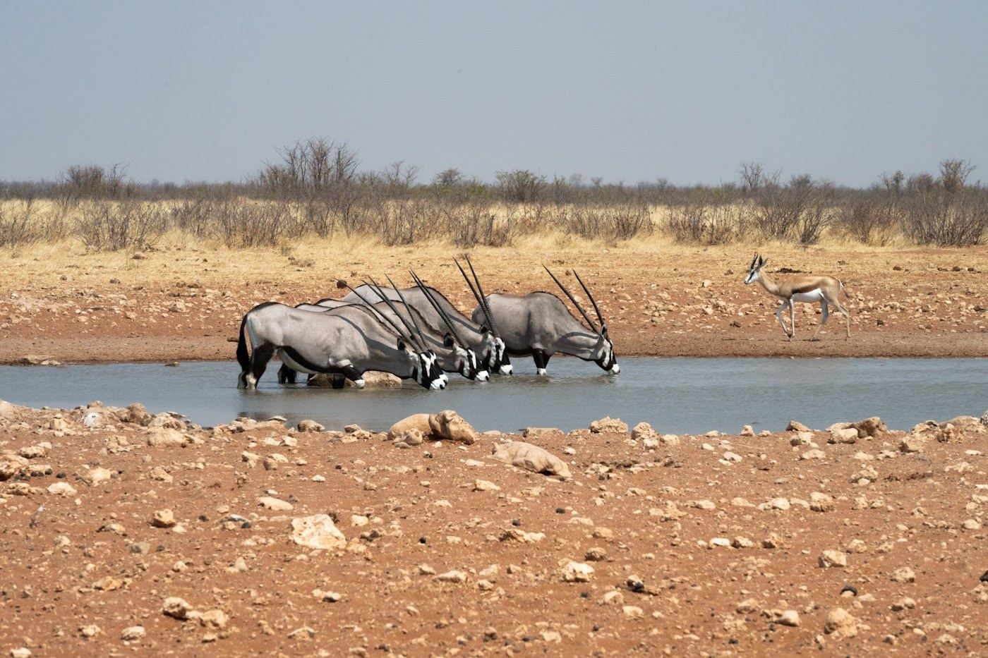 Best Time to Visit Namibia: A Season-by-Season Guide