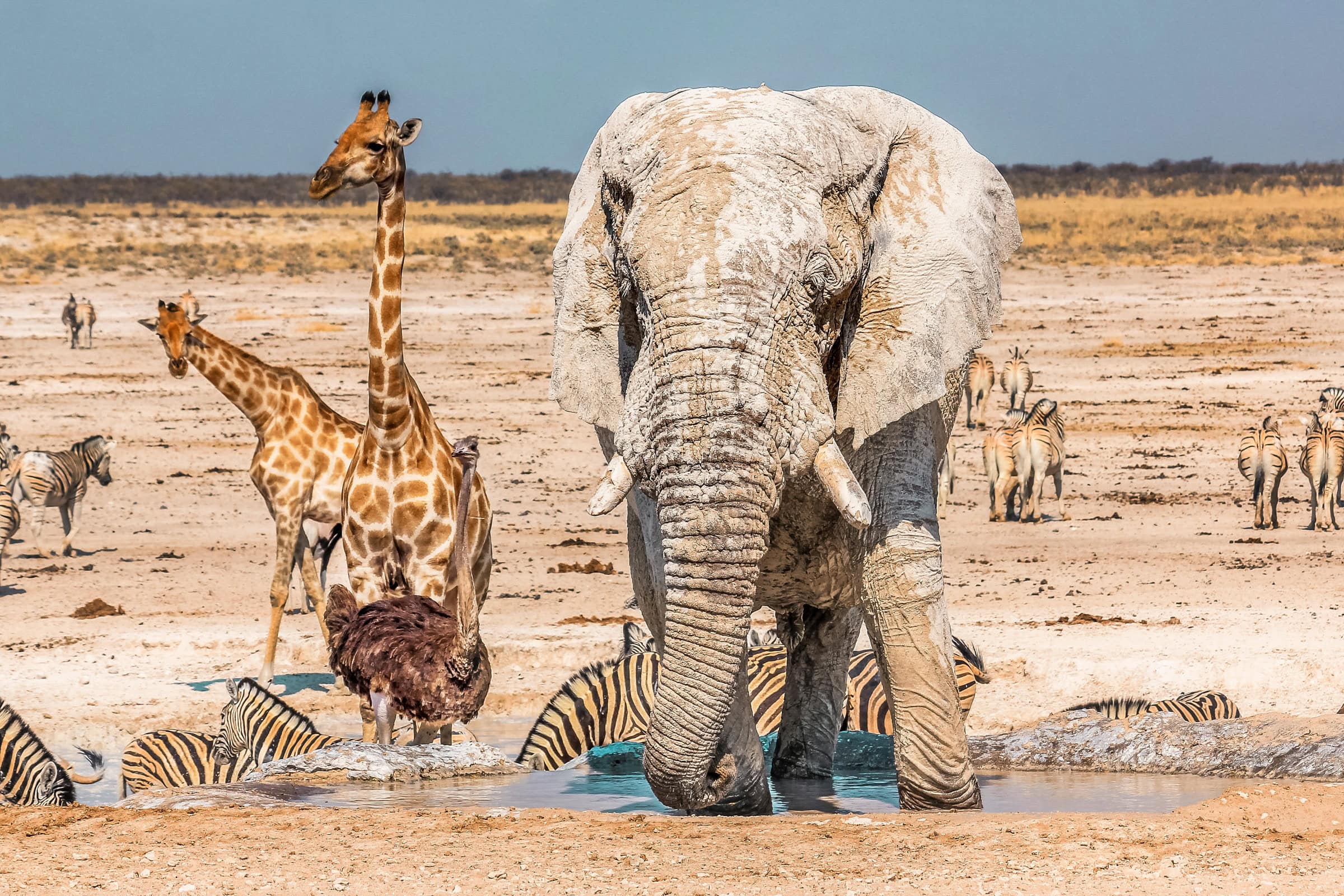 Elephants, giraffes and zebras gathered at an Etosha waterhole