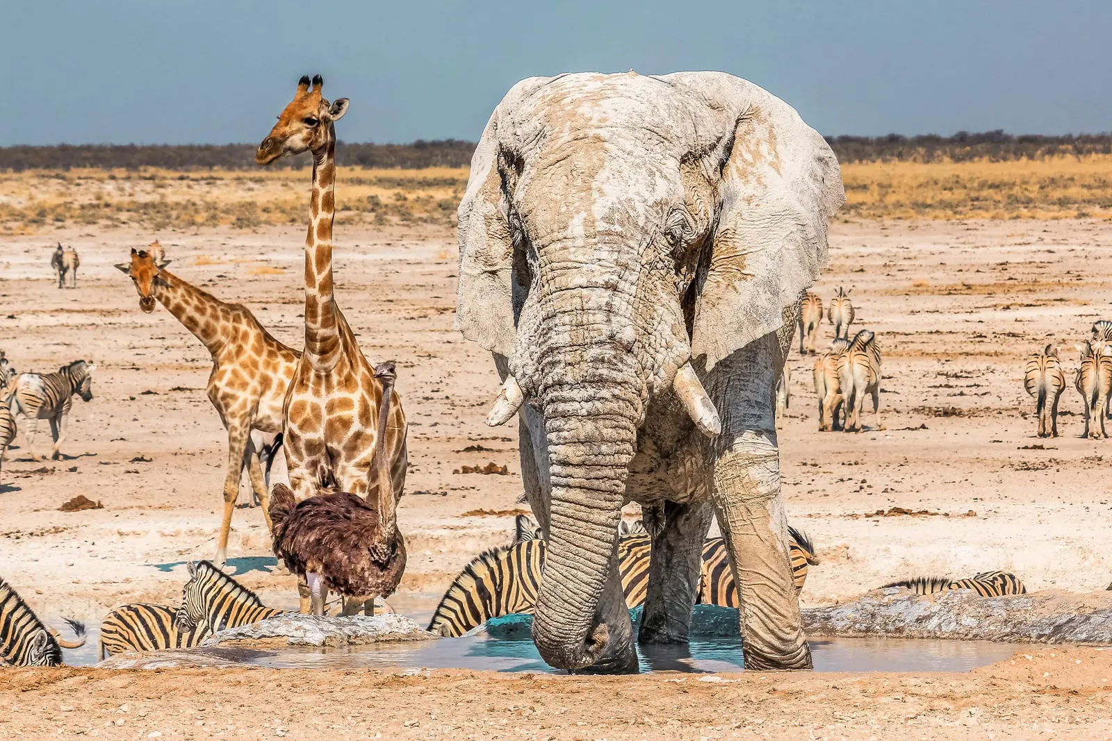 Elephants, giraffes and zebras gathered at an Etosha waterhole