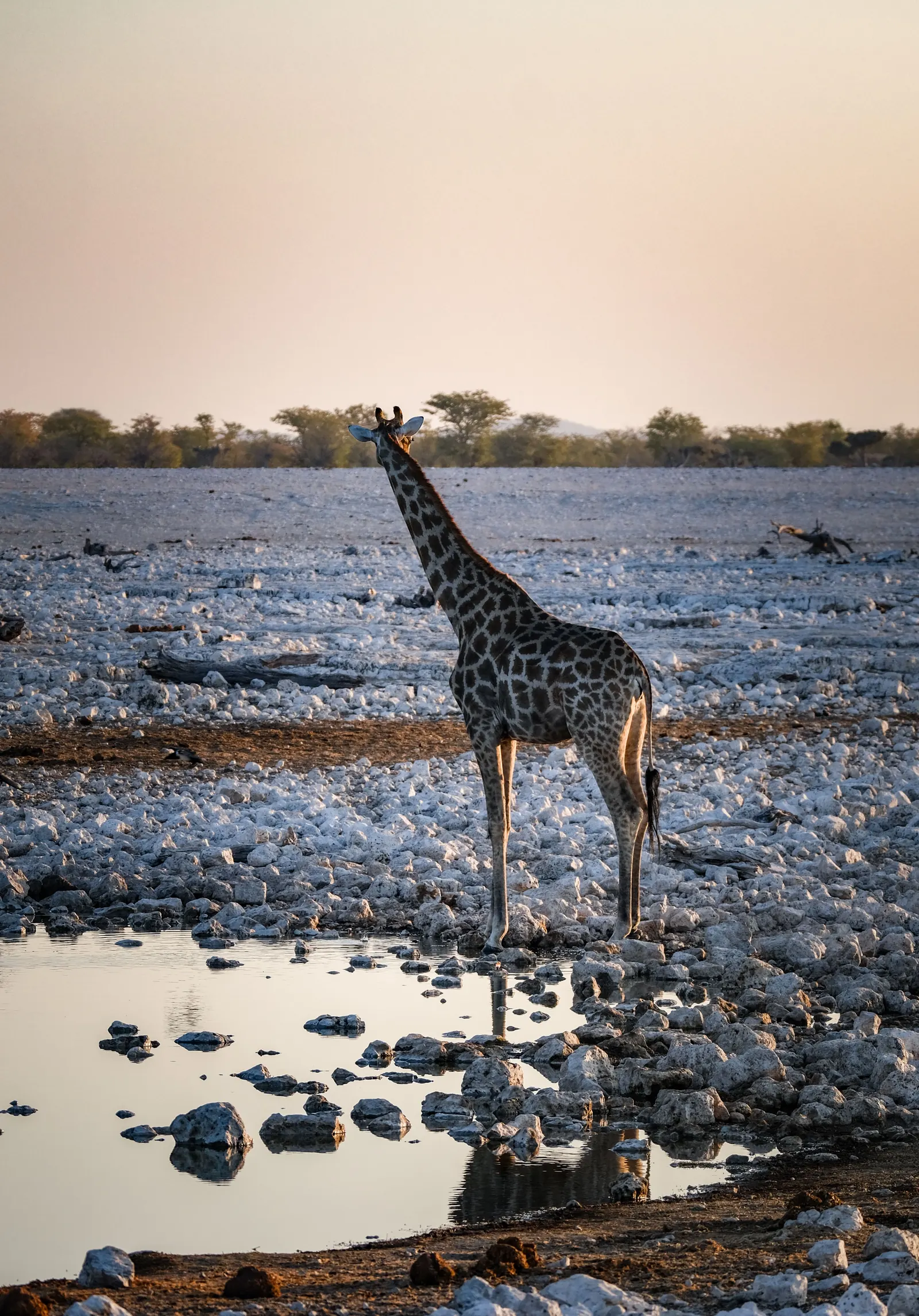 A giraffe at a rocky Etosha waterhole in the last light of the day