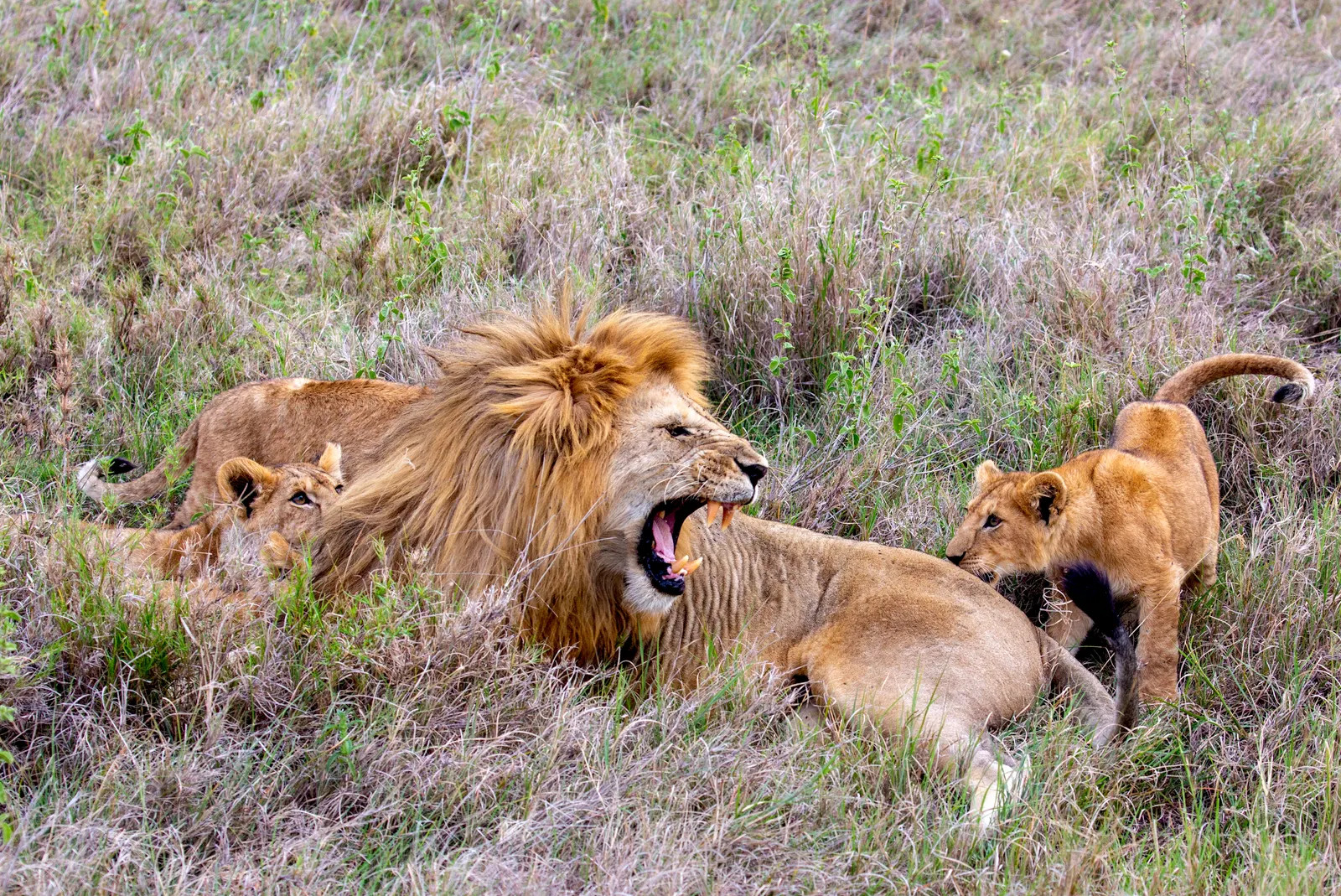 Male lion and lion cubs resting together in savanna grass