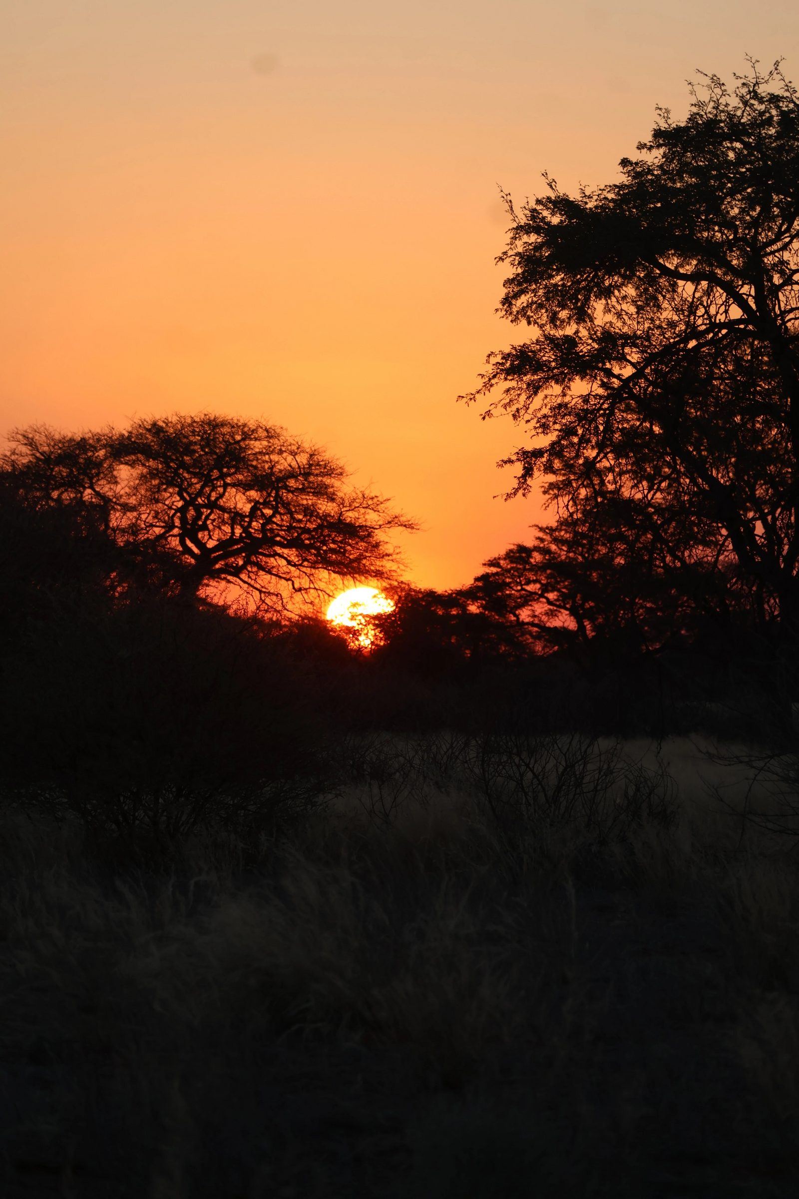 Cattle on the family farm in the Kalahari
