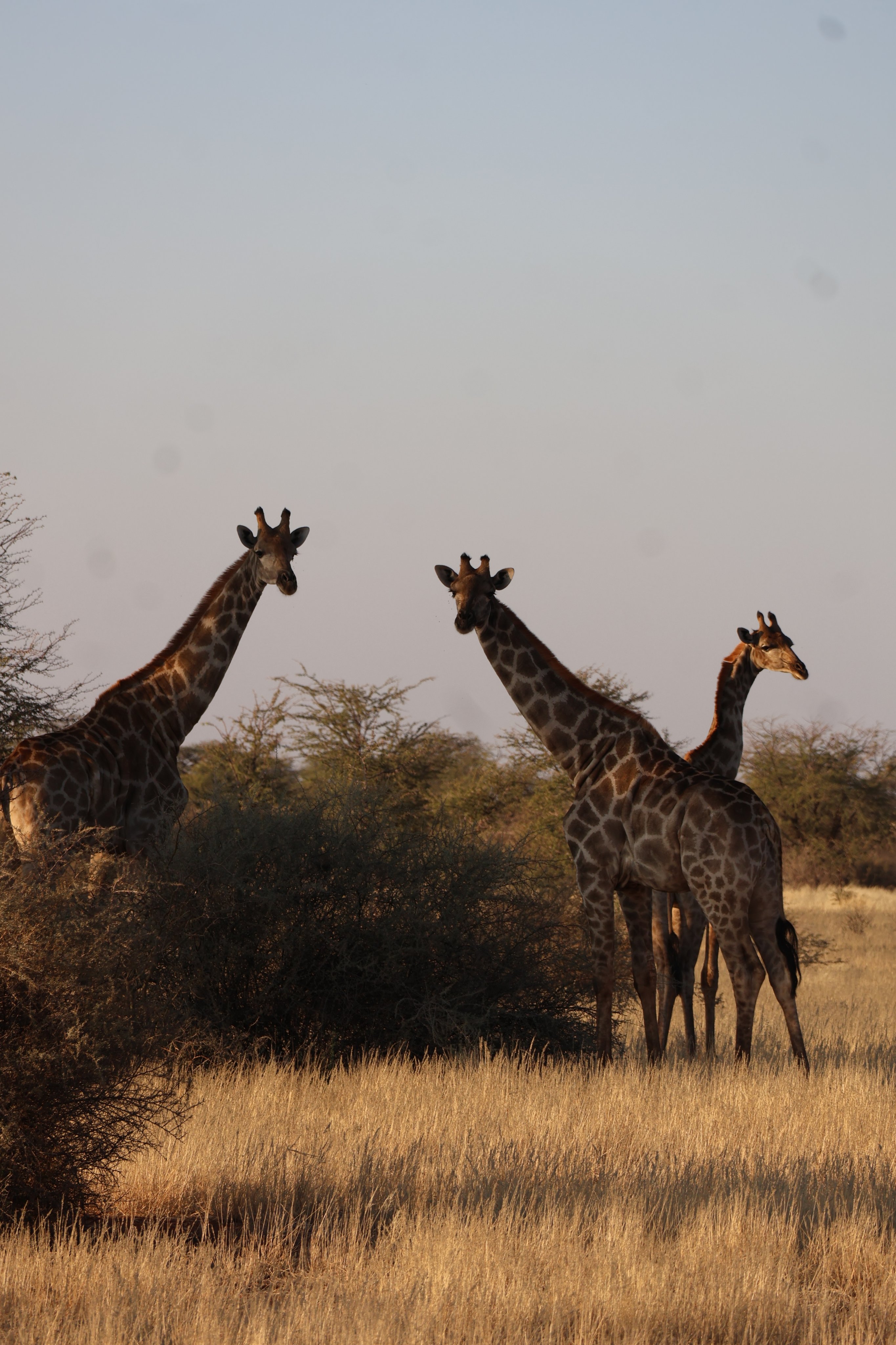 Three giraffes moving through tall grass at Zania farm