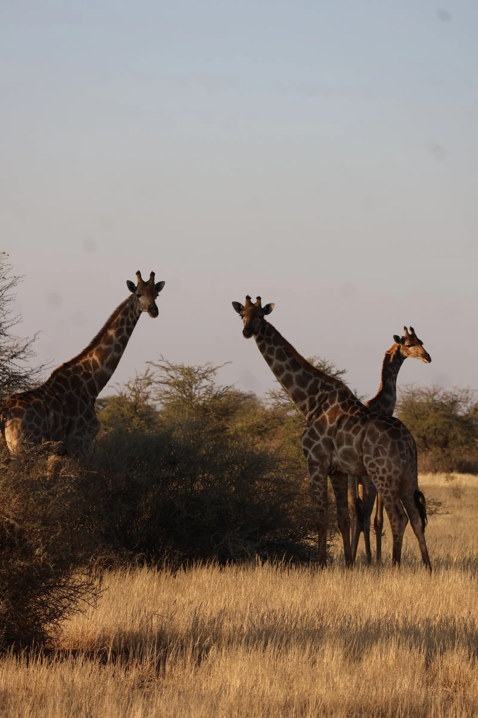 Three giraffes moving through tall grass at Zania farm